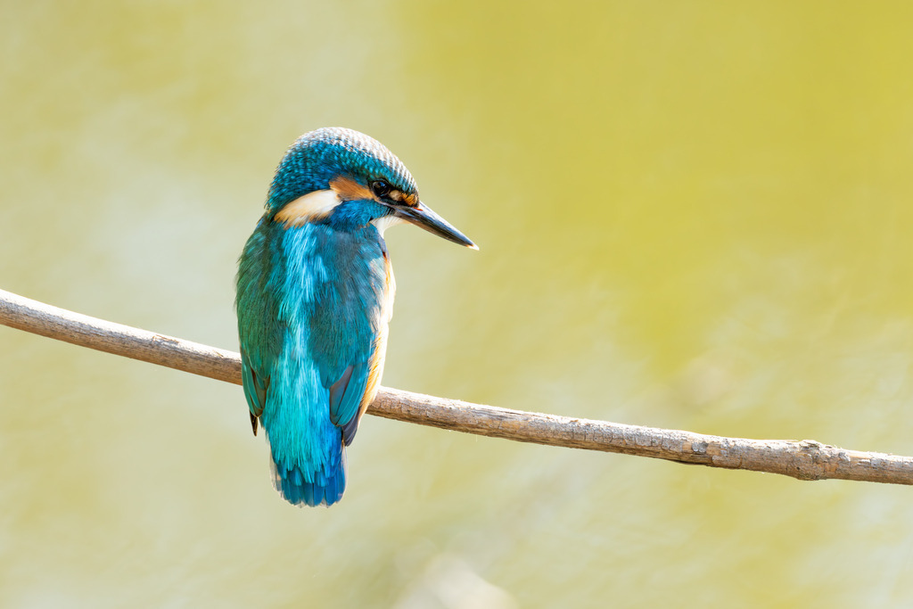 Der Eisvogel | Der Eisvogel (Alcedo atthis) ist aufgrund seines leuchtend bunten Gefieders und seiner pfeilschnellen Jagdweise eine der auffälligsten und schönsten Vogelarten Mitteleuropas. Er wird oft als "fliegender Edelstein" bezeichnet und dient als wichtiger Indikator für die Gesundheit und Naturnähe von Gewässern. - Realisiert mit Pictrs.com