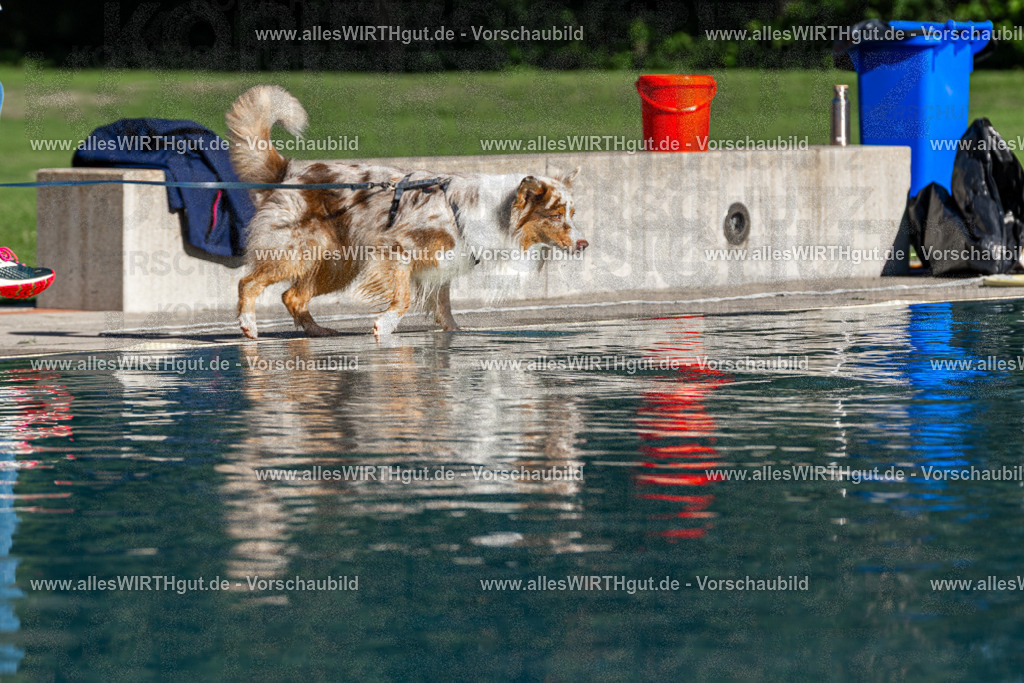 Hundeschwimmen_Volksbad_2026-allesWIRTHgut_Tierfotografie-2609061025-FAY05885 | Professionelle Tierfotografie in Mönchengladbach von Daniel Wirth (allesWIRTHgut). Liebevolle & natürliche Bilder von Hunden & Katzen für unvergessliche Erinnerungen.