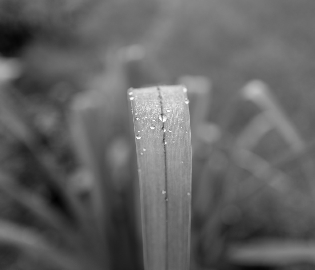 Morgentau | Buchen Sie ein Fotoshooting in Würzburg oder Umgebung bequem online in meinen Webshop.