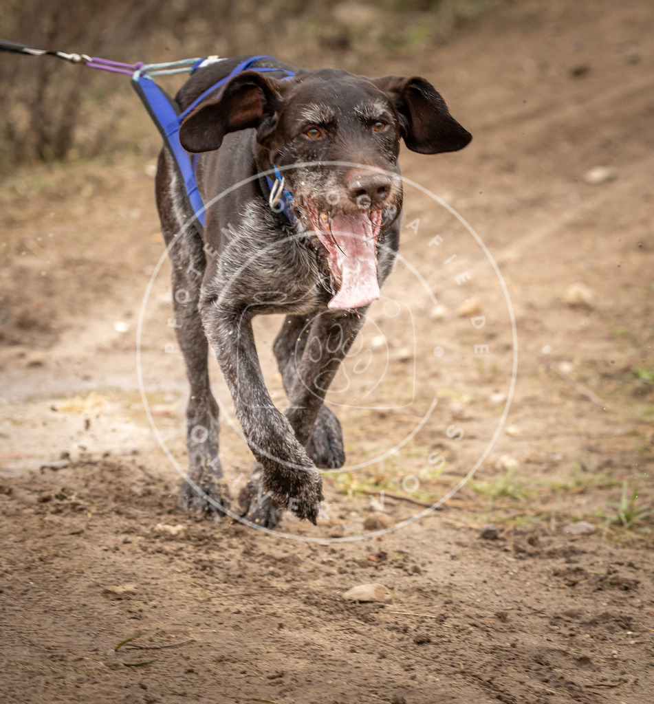 DV3A2212 | Hundefotografie, Tierfotograf, Pfotenfotografie, Fotoshooting Hund, Hunde Portrait, Hundesport, Hundeportraits, Heideshooting, Hunde, Sportfotograf, Hundefotograf, Turnierhundsport, THS,  - Realisiert mit Pictrs.com