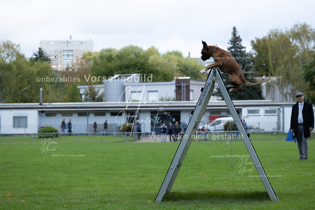 _16A4697 | Einzigartige Fotos von Hunden & Menschen –Actionfotos, Portraits, Vereinsaufnahmen & Paarshootings – authentisch, lebendig & mit Herz.