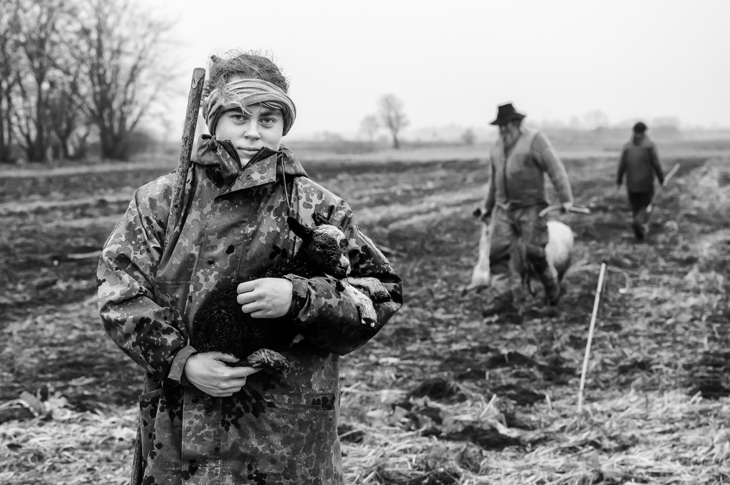 wanderschaefereien-schleswig-holstein-049 | Ein Arbeitstag in der Wanderschäferei Kimmel im Winter: Es ist kalt und regnet in Strömen. Auf einer Weidefläche beim Danewerk südlich von Schleswig wurden Lämmer geboren, die geborgen werden müssen. Hier hält Antonia Fähnrich, Auszubildende in der Schäferei Kimmel (bis 2022), eines der Lämmer schützend in den Armen. - Realisiert mit Pictrs.com