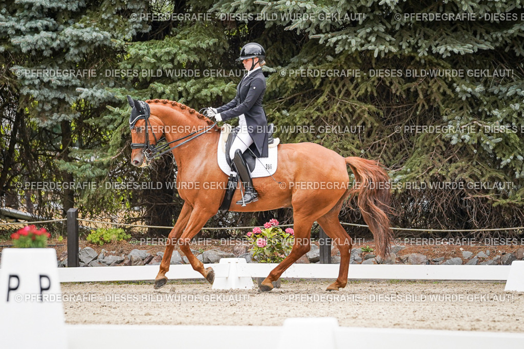 DSC05234 | Pferdegrafie