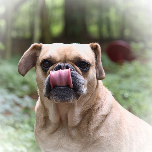 Bulldogge Hannah | 1:1 Format