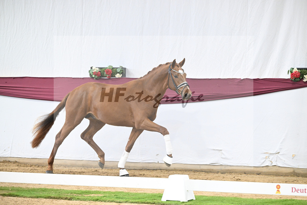 Kat-Nr. 107 Escanto PS x Vitalis_Angelina De Vittorio GmbH u Co. KG_47253427 | hf-fotografie - Realisiert mit Pictrs.com