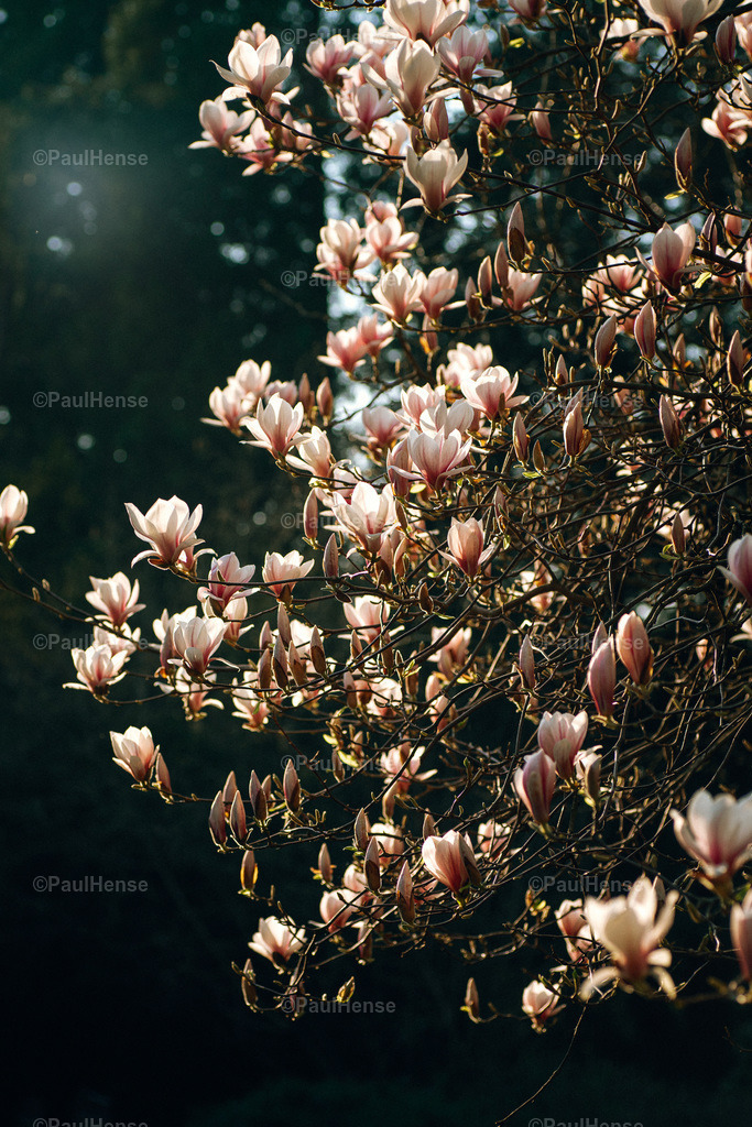 20220324_PaulHense_S0034_DSC03520 | paulhense - Realisiert mit Pictrs.com