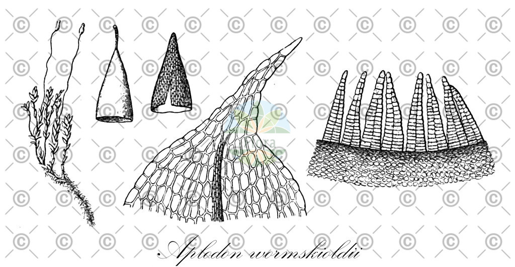 HistAbb_wfo-0000848312_1_ENZY_Simple | Historische Abbildung von Aplodon wormskioldii - Splachnaceae | Historical Illustration of Aplodon wormskioldii - Splachnaceae