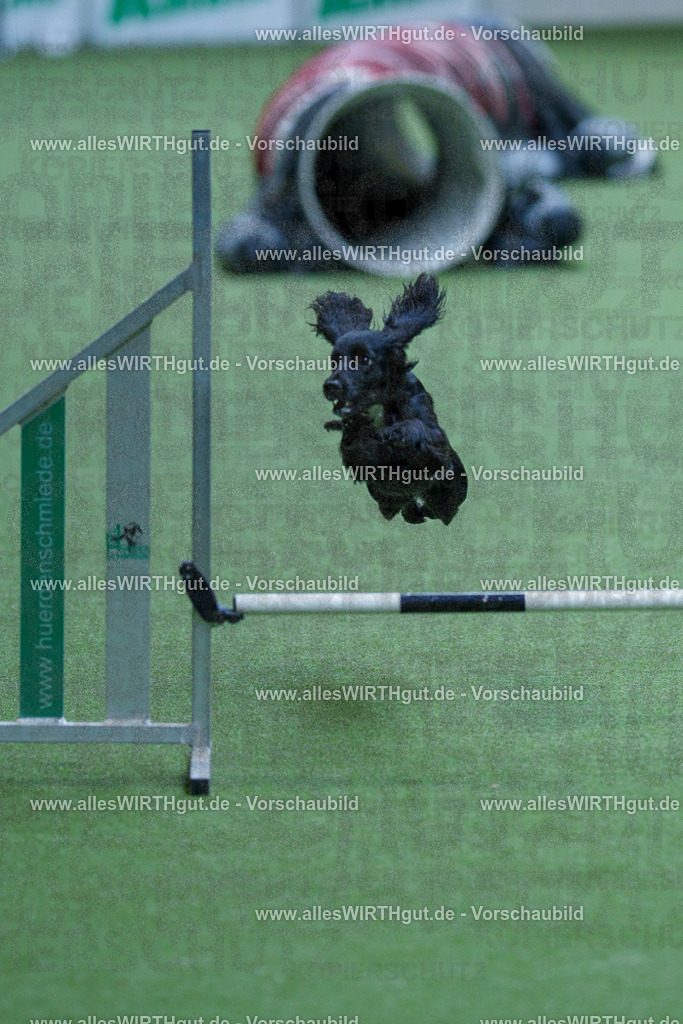@allesWIRTHgut_Tierfotografie - www.allesWIRTHgut.de - 2604251528-7R506001 | Professionelle Tierfotografie in Mönchengladbach von Daniel Wirth (allesWIRTHgut). Liebevolle & natürliche Bilder von Hunden & Katzen für unvergessliche Erinnerungen.