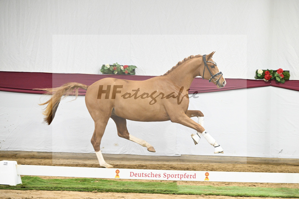 Kat-Nr. 57 Fanegro x Lord Loxley_Mathieu Beckmann_47252130 | hf-fotografie - Realizzato con Pictrs.com