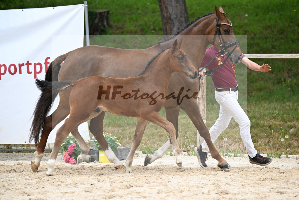 Kat-Nr. 7 HF Der Zauberlehrling x Cosmo Royale_Fuchs_24260354 | hf-fotografie - Realisiert mit Pictrs.com