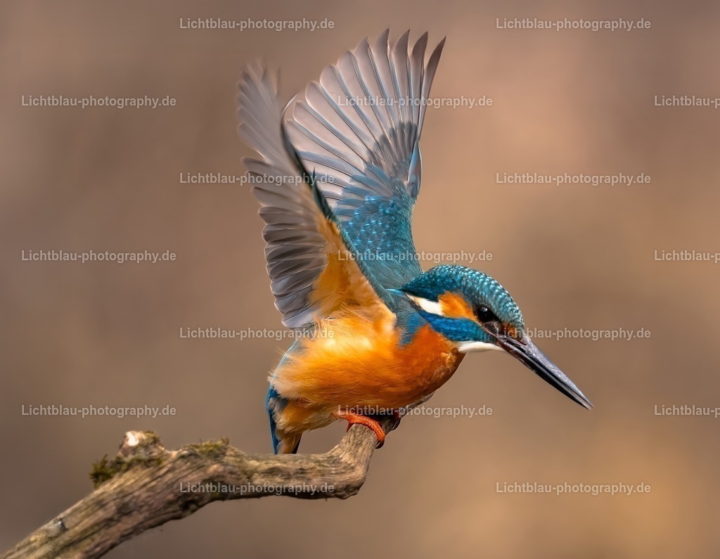 Eisvogel-17 | Hans-Bernd Lichtblau Photography. Finden Sie wunderschöne Fotografien aus Landschaft und Natur.  - Realisiert mit Pictrs.com