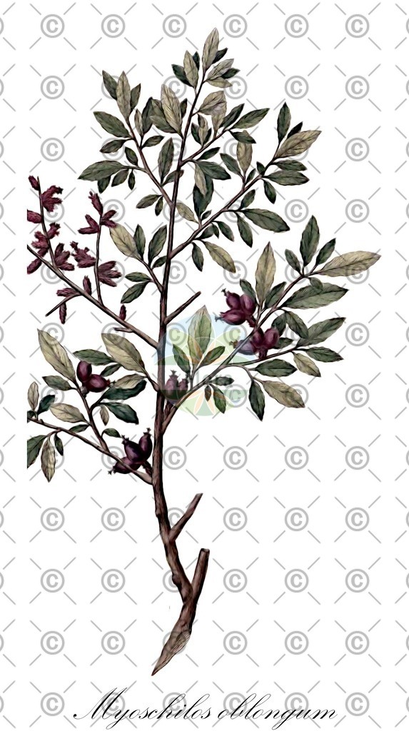 HistAbb_wfo-0000367990_1_ENZY_Simple | Historische Abbildung von Myoschilos oblongum - Santalaceae | Historical Illustration of Myoschilos oblongum - Santalaceae