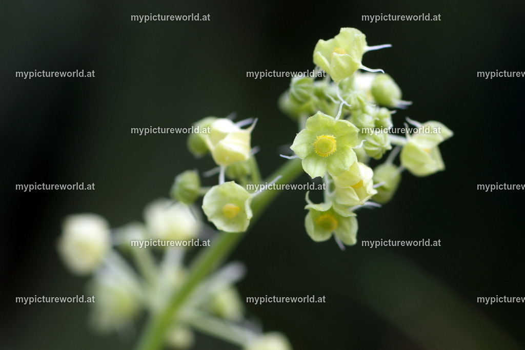 Andengurke-002 | Das Bilderarchiv über Tiere, Planzen und Landschaften. In der Bilddatenbank finden Sie ein große Auswahl an hochwertigen Bilder für Ihre Werbung - Realisiert mit Pictrs.com