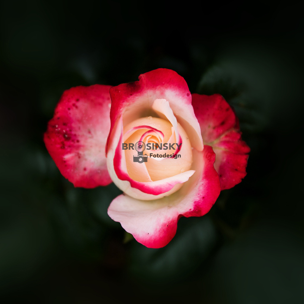 IMG_8755 Rose | brosinskyfotodesign-shop - Realisiert mit Pictrs.com