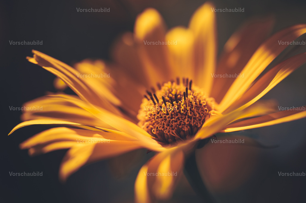 Fotoatelier Christian Hofmeister | Stadtlandschaften, sowie Makro-, Landschafts-, Natur- und Schwarzweißfotos aus der Region Celle &amp; Umgebung