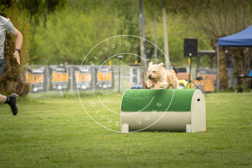 Pfotenfotografie_DV3A3194 | Hundefotografie, Tierfotograf, Pfotenfotografie, Fotoshooting Hund, Hunde Portrait, Hundesport, Hundeportraits, Heideshooting, Hunde, Sportfotograf, Hundefotograf, Turnierhundsport, THS,  - Realisiert mit Pictrs.com