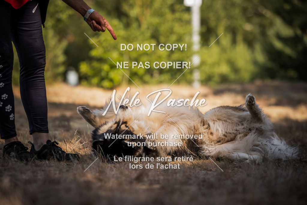 nelerasche_soDD1_121 | nelerasche