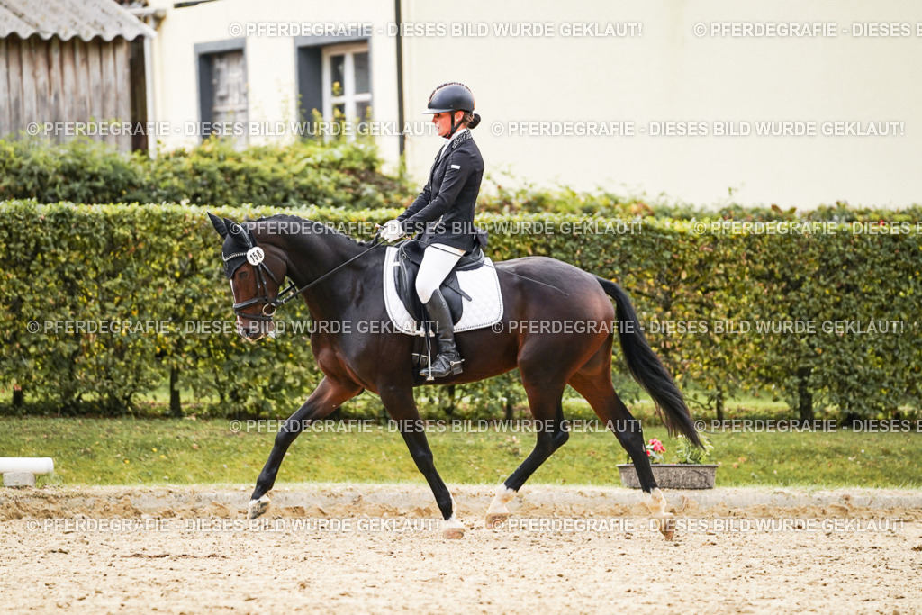 DSC01007 | Pferdegrafie