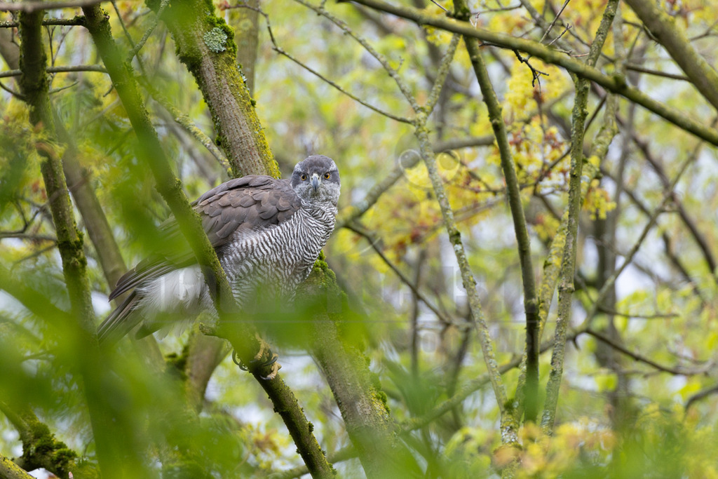 R5M21238_20260328 | Ein Habichtweibchen (Accipiter gentilis) sitzt auf einem moosbewachsenen Ast in einem Baum, umgeben von frischem Grün und gelben Blüten, die auf den Frühling hindeuten. Der Greifvogel blickt mit seinen charakteristischen gelben Augen direkt in die Kamera. Das Gefieder des Vogels ist auf dem Rücken grau und auf der Unterseite weiß mit feiner dunkler Bänderung. - Realisiert mit Pictrs.com