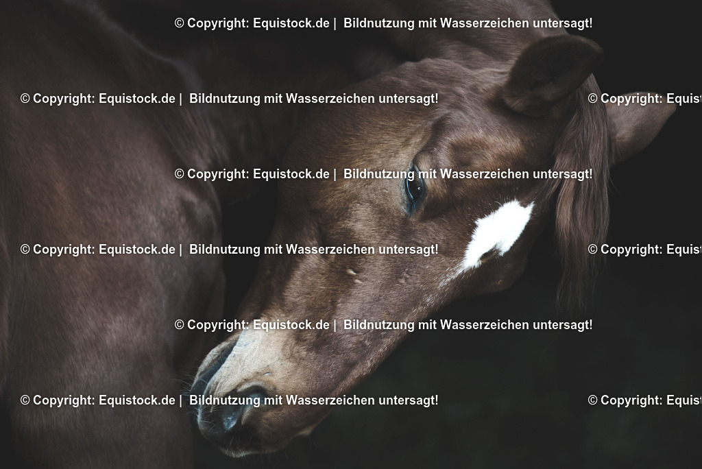 TS_20170127_Fuchs_Portrait_0001 | Foto: Thomas Hartig