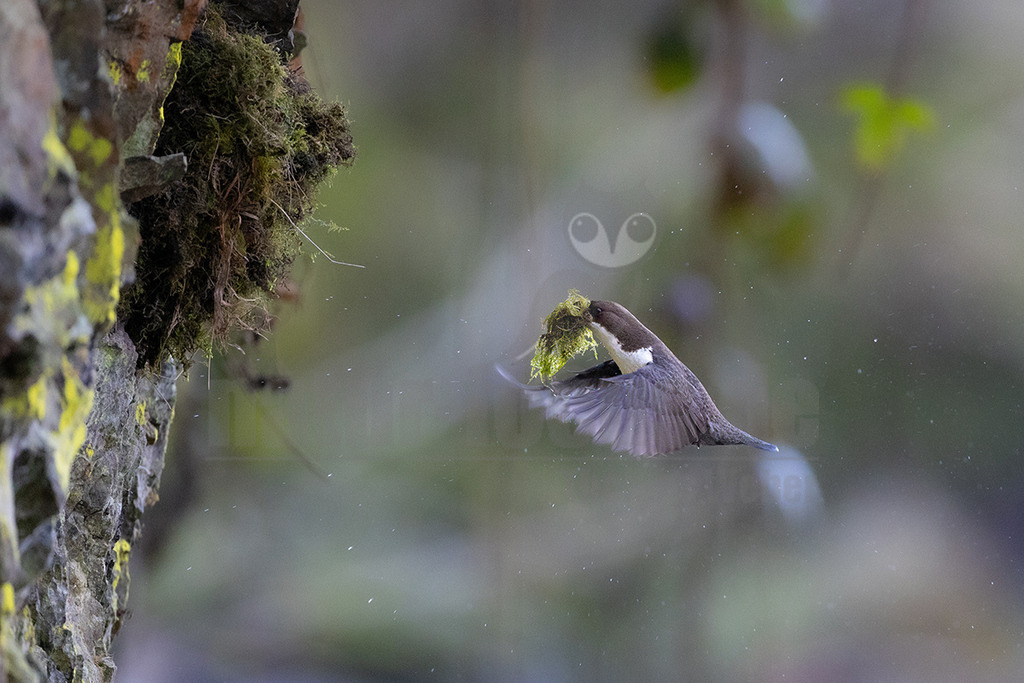R6NF3502_20250308 | Die Wasseramsel oder Eurasische Wasseramsel ist die einzige auch in Mitteleuropa vorkommende Vertreterin der Familie der Wasseramseln. Der etwa starengroße, rundlich wirkende Singvogel ist eng an das Leben entlang schnellfließender, klarer Gewässer gebunden. - Realisiert mit Pictrs.com