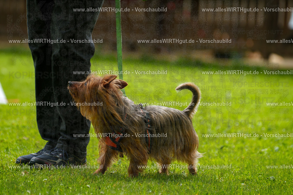 @allesWIRTHgut_Tierfotografie - www.allesWIRTHgut.de - 122438-7R508974 | Professionelle Tierfotografie in Mönchengladbach von Daniel Wirth (allesWIRTHgut). Liebevolle & natürliche Bilder von Hunden & Katzen für unvergessliche Erinnerungen.