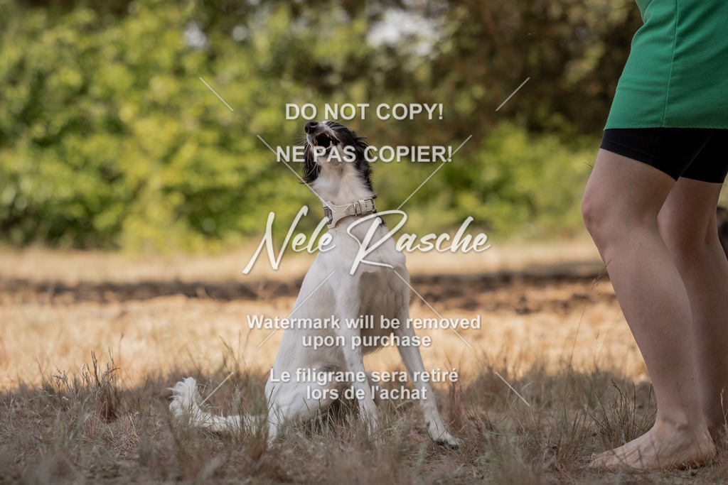 nelerasche_soDD2_421 | nelerasche