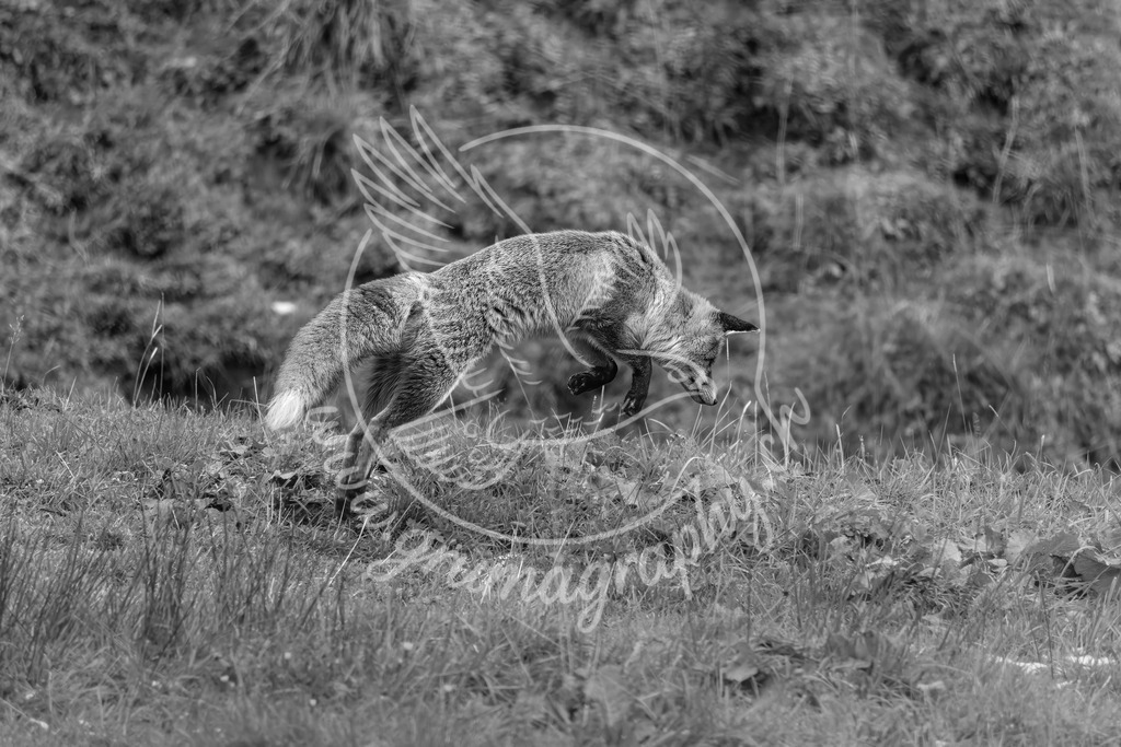 leap of instinct - red fox_ switzerland_swx | Authentische Landschafts- & Wildtierfotografie aus der Schweiz. Hochwertige Wandbilder, Fine-Art-Prints und Wunschmotive nach Auftrag – sorgfältig entwickelt im Grumagraphy-Style