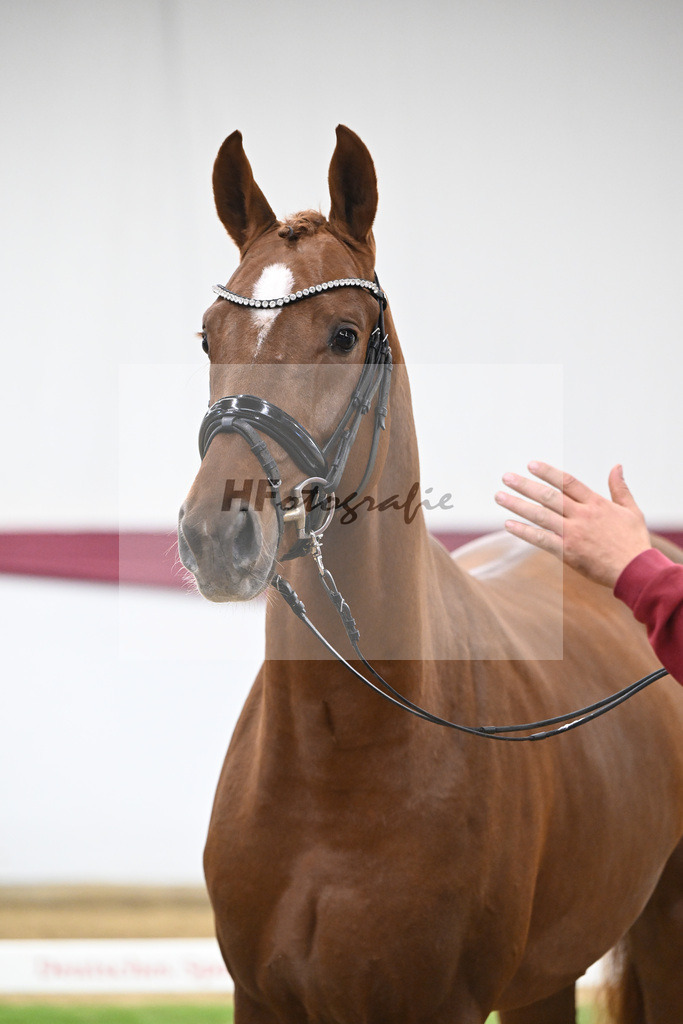 Kat-Nr. 132 Donier x Sir Alfred_Christian Kraus_47254441 | hf-fotografie - Realisiert mit Pictrs.com