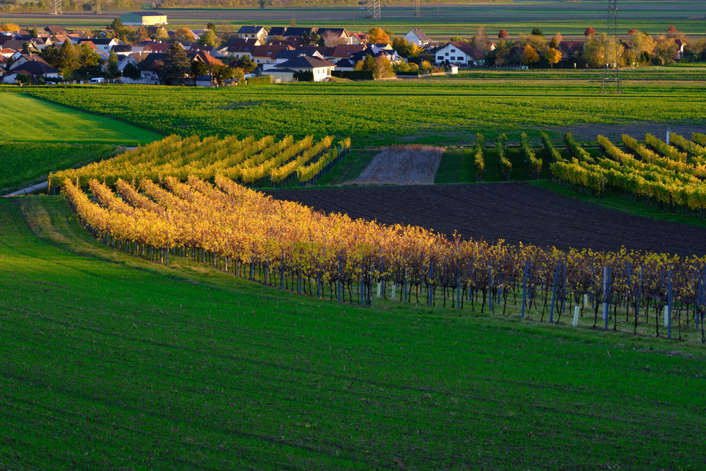 Herbstlich bunter Weingarten | Enzersfeld, Austria - November 04, 2023: Herbstlich bunter Weingarten im Weinviertel, im Hintergrund das Dorf Enzersfeld. - Realisiert mit Pictrs.com