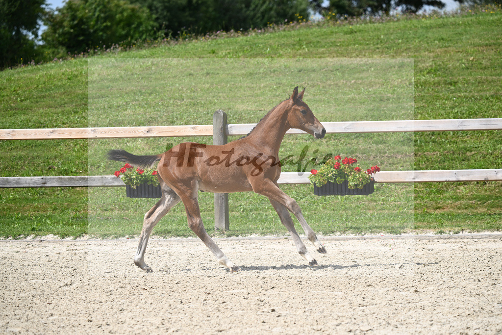 Elvis ter Putte x Toulon_HF_Peter_29240369 | hf-fotografie - Realisiert mit Pictrs.com