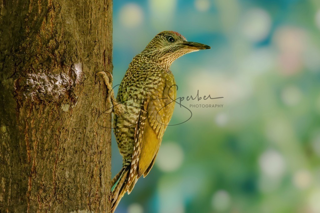 Junger Grünspecht | Simone Sperber, svb-photography,Fotografin,Bilddesignerin,Naturfotografie,Macrofotografie,Tierfotografie,Wildtierfotografie,Ausstellungen,Auftragsfotografie,Kunst,Art,Photographer,Shootings,Bildberatbeitung,Galerie,Shop