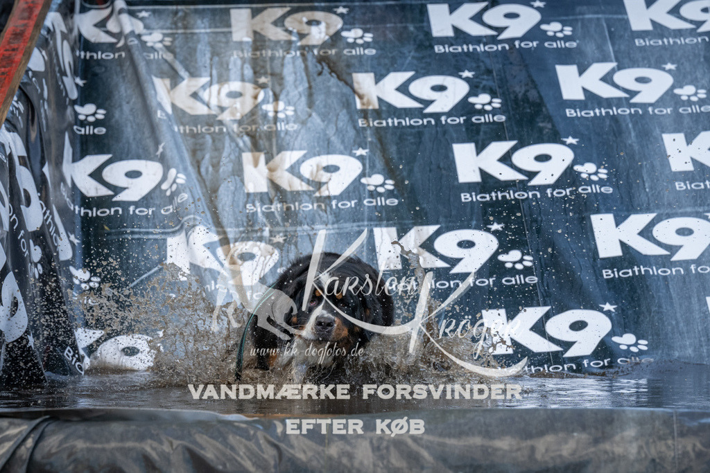 1559_ZZ91604 | kk-dogfotos