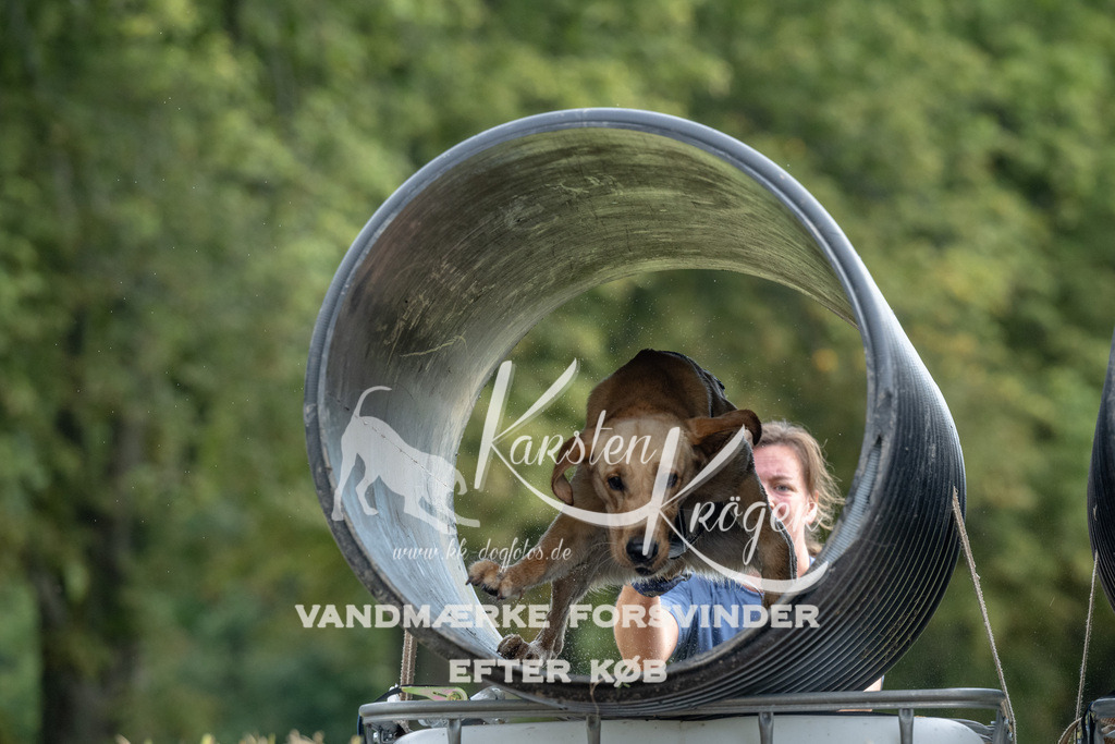0951_ZZ91346 | kk-dogfotos