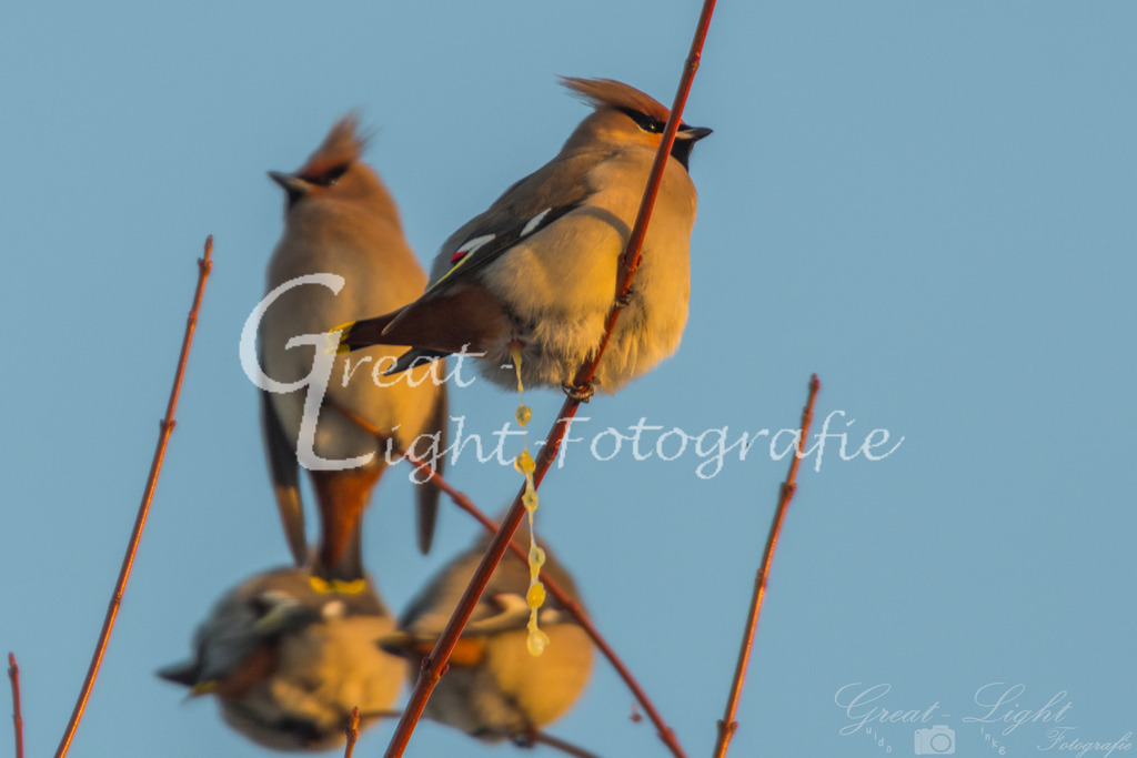 DSC_6761 | Great-Light Fotografie - Realisiert mit Pictrs.com