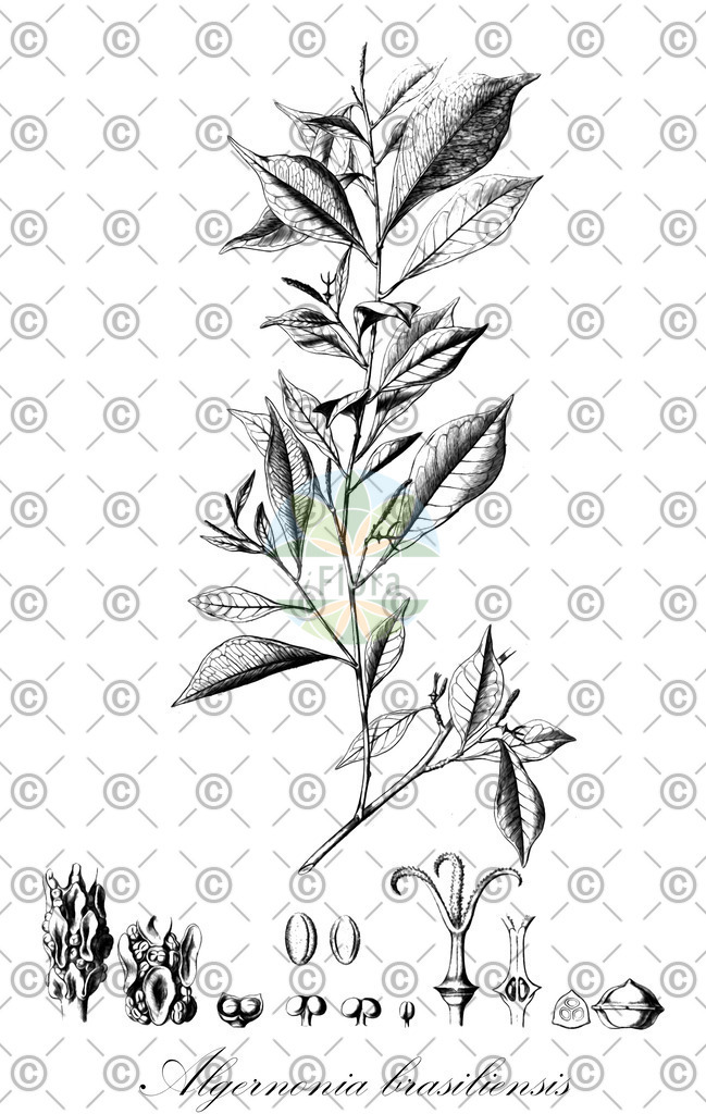 HistAbb_wfo-0000941097_1_ENZY_Simple | Historische Abbildung von Algernonia brasiliensis - Euphorbiaceae | Historical Illustration of Algernonia brasiliensis - Euphorbiaceae