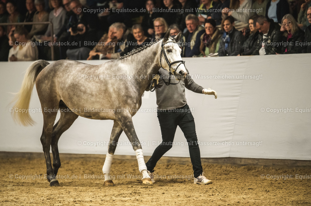 20240302_Hengstvorstellung_Marbach_TOMsPiC_0976 | equistock