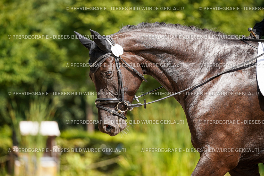 DSC08897 | Pferdegrafie