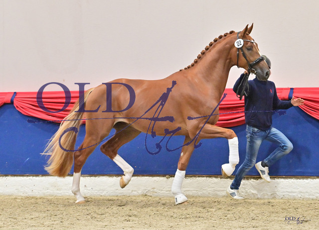 22 NLD003202000064 HM Toto Jr - Charmeur - Jester DSC_3369_s | <meta name="description" content="★Offizieller Merchandise und Foto-/Videostore des Oldenburger Verbandes.★ ✅Jetzt auch digital Ausdrucke erhältlich." />
<meta name="keywords" content="Merchandise Foto-/Videostore Oldenburger Verband Photographie 