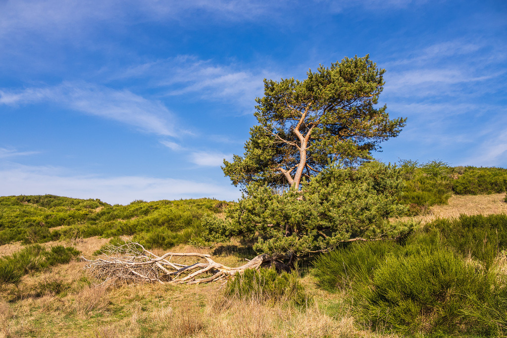 Landschaft mit Windflüchter am Dornbusch auf der Insel Hiddensee | Landschaft mit Windflüchter am Dornbusch auf der Insel Hiddensee.