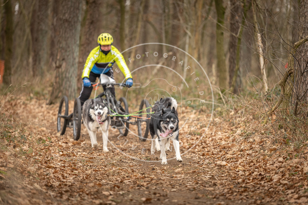 Pfotenfotografie_DV3A8973 | Hundefotografie, Tierfotograf, Pfotenfotografie, Fotoshooting Hund, Hunde Portrait, Hundesport, Hundeportraits, Heideshooting, Hunde, Sportfotograf, Hundefotograf, Turnierhundsport, THS,  - Realisiert mit Pictrs.com