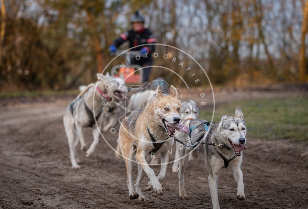 Pfotenfotografie_DV3A5931 | Hundefotografie, Tierfotograf, Pfotenfotografie, Fotoshooting Hund, Hunde Portrait, Hundesport, Hundeportraits, Heideshooting, Hunde, Sportfotograf, Hundefotograf, Turnierhundsport, THS,  - Realisiert mit Pictrs.com