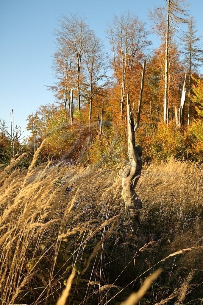 NatureArt-HERBSTRIEPEN_0255d | Gräser vor den Herbstbäumen | #001 | Modell: Tina | Foto: Andreas Meier - Realisiert mit Pictrs.com