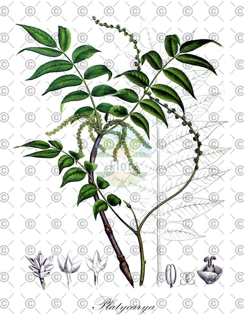 HistAbb_wfo-0000212087_1_ENZY_Simple | Historische Abbildung von Platycarya - Juglandaceae | Historical Illustration of Platycarya - Juglandaceae