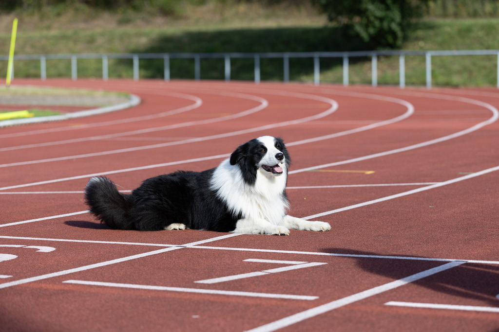 Pfotenfotografie_DV3A4906 | Hundefotografie, Tierfotograf, Pfotenfotografie, Fotoshooting Hund, Hunde Portrait, Hundesport, Hundeportraits, Heideshooting, Hunde, Sportfotograf, Hundefotograf, Turnierhundsport, THS,  - Realisiert mit Pictrs.com