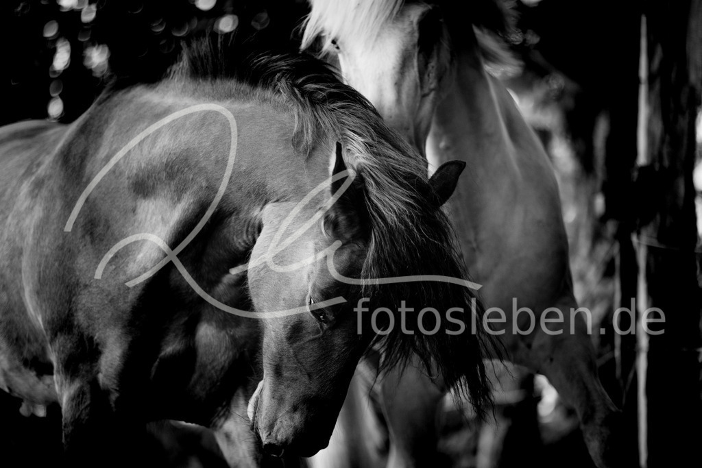 846A0461 | fotosleben - Realisiert mit Pictrs.com