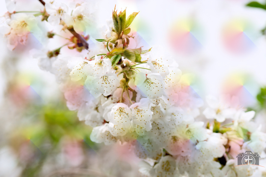 OB-Kirschblüte-0007 | Entdecken Sie eine vielfältige Auswahl individueller Fotos zum Kauf auf picturalux.de. Finden Sie hochwertige Bilder für Ihre Projekte, die Ihre Botschaft perfekt unterstreichen. Stöbern Sie jetzt und verleihen Sie Ihren Inhalten das gewisse Etwas! - Realisiert mit Pictrs.com