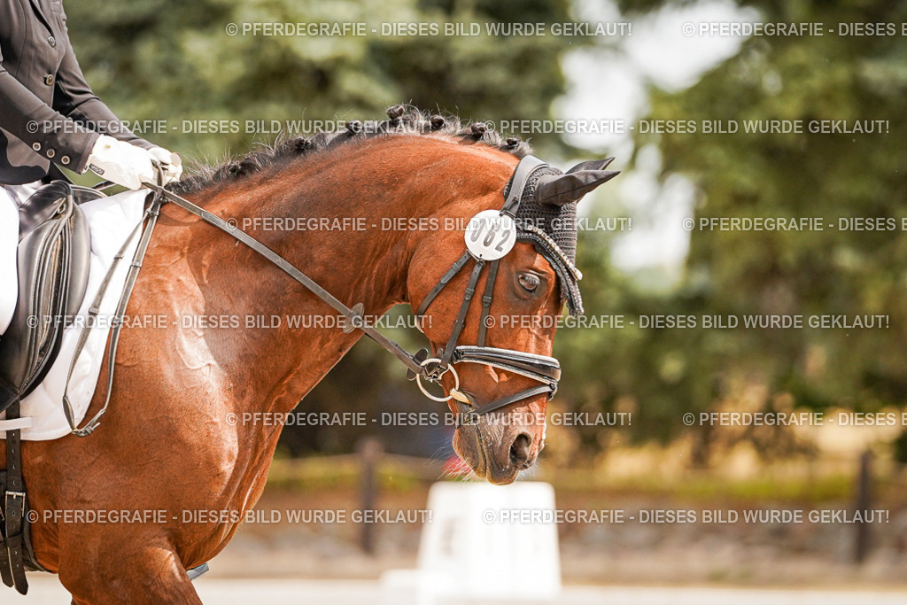 DSC01887 | Pferdegrafie