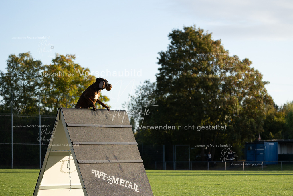 _16A6037 | Einzigartige Fotos von Hunden & Menschen –Actionfotos, Portraits, Vereinsaufnahmen & Paarshootings – authentisch, lebendig & mit Herz.