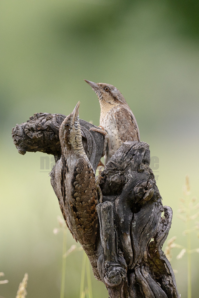 _5II9396_20250528 | Der Wendehals ist der einzige europäische Vertreter der Gattung Jynx, die außer ihm noch den in Afrika beheimateten Rotkehl-Wendehals umfasst. Die Art ist von Nordwestafrika ostwärts in einem breiten Gürtel bis an die asiatische Pazifikküste verbreitet. - Realisiert mit Pictrs.com